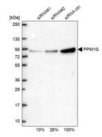 PPM1G Antibody in Western Blot (WB)