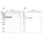 PPM1G Antibody in Western Blot (WB)