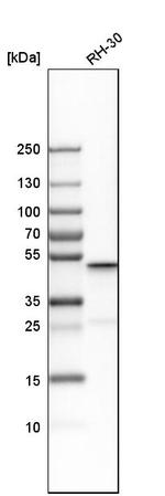 ACOT9 Antibody in Western Blot (WB)