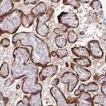 KISS1 Antibody in Immunohistochemistry (IHC)