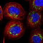 AARS2 Antibody in Immunocytochemistry (ICC/IF)