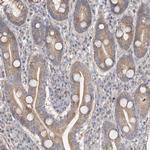 NELL2 Antibody in Immunohistochemistry (Paraffin) (IHC (P))