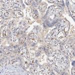 NELL2 Antibody in Immunohistochemistry (IHC)