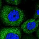 SERC1 Antibody in Immunocytochemistry (ICC/IF)