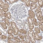 EEFSEC Antibody in Immunohistochemistry (Paraffin) (IHC (P))