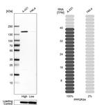 PPP2R3A Antibody in Western Blot (WB)