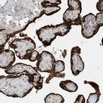 USP53 Antibody in Immunohistochemistry (Paraffin) (IHC (P))