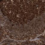 PAICS Antibody in Immunohistochemistry (Paraffin) (IHC (P))