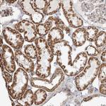 ZFYVE16 Antibody in Immunohistochemistry (Paraffin) (IHC (P))