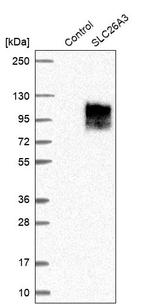 SLC26A3 Antibody in Western Blot (WB)