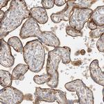 SPPL2A Antibody in Immunohistochemistry (IHC)