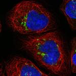 SLC35A2 Antibody in Immunocytochemistry (ICC/IF)