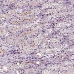 SLC9A4 Antibody in Immunohistochemistry (Paraffin) (IHC (P))