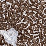 PID1 Antibody in Immunohistochemistry (Paraffin) (IHC (P))