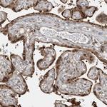 LAGE3 Antibody in Immunohistochemistry (Paraffin) (IHC (P))