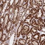 ASNSD1 Antibody in Immunohistochemistry (Paraffin) (IHC (P))