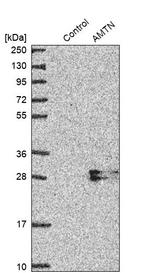 AMTN Antibody in Western Blot (WB)