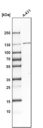 Mgea5 Antibody in Western Blot (WB)