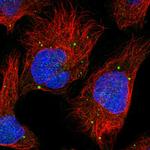 PLCH1 Antibody in Immunocytochemistry (ICC/IF)