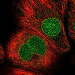 CDS1 Antibody in Immunocytochemistry (ICC/IF)