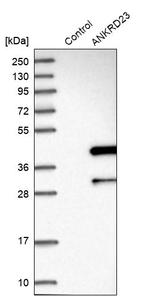 ANKRD23 Antibody in Western Blot (WB)