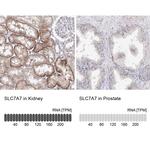 SLC7A7 Antibody