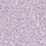 ELOVL3 Antibody in Immunohistochemistry (Paraffin) (IHC (P))