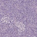 ELOVL3 Antibody in Immunohistochemistry (Paraffin) (IHC (P))