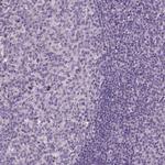 ELOVL3 Antibody in Immunohistochemistry (Paraffin) (IHC (P))