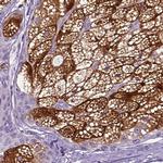 ELOVL3 Antibody in Immunohistochemistry (IHC)