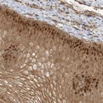 NAF1 Antibody in Immunohistochemistry (Paraffin) (IHC (P))