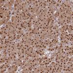 GNL3L Antibody in Immunohistochemistry (Paraffin) (IHC (P))