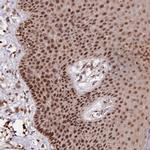 GNL3L Antibody in Immunohistochemistry (Paraffin) (IHC (P))