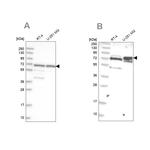 GNL3L Antibody in Western Blot (WB)