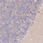 ARFGEF3 Antibody in Immunohistochemistry (Paraffin) (IHC (P))