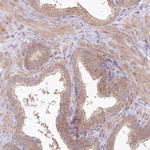 ARFGEF3 Antibody in Immunohistochemistry (Paraffin) (IHC (P))