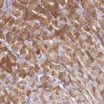 ARFGEF3 Antibody in Immunohistochemistry (Paraffin) (IHC (P))