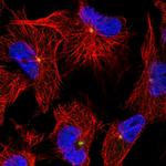 OBSL1 Antibody in Immunocytochemistry (ICC/IF)