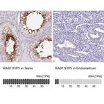 RAB11FIP5 Antibody in Immunohistochemistry (IHC)