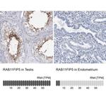 RAB11FIP5 Antibody in Immunohistochemistry (IHC)