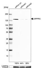 LRP130 Antibody in Western Blot (WB)