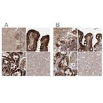 LRP130 Antibody in Immunohistochemistry (IHC)