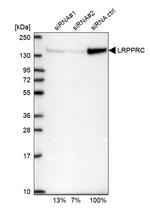 LRP130 Antibody in Western Blot (WB)