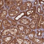 WDR1 Antibody in Immunohistochemistry (Paraffin) (IHC (P))