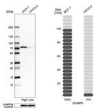 SAB Antibody in Western Blot (WB)