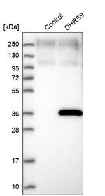 DHRS9 Antibody in Western Blot (WB)