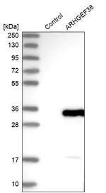 ARHGEF38 Antibody in Western Blot (WB)