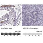 GL54D Antibody in Immunohistochemistry (IHC)