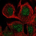 SCFD2 Antibody in Immunocytochemistry (ICC/IF)