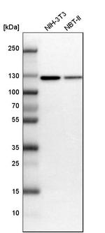 MATR3 Antibody in Western Blot (WB)